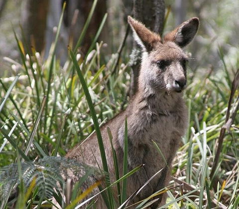 Blue Mountains Guides - Attractions 0