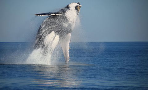 Absolute Ocean Charters - Attractions 12