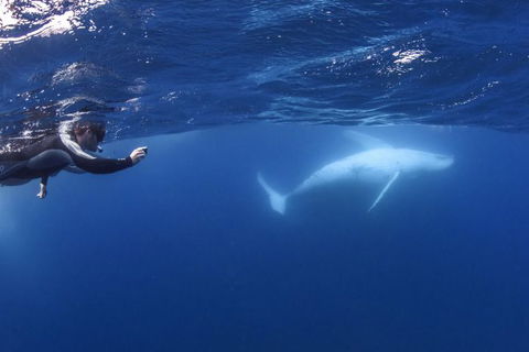 Sunreef Mooloolaba - Attractions 5
