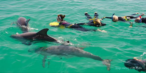 Rockingham Wild Encounters - Swim With Wild Dolphins - Attractions 1