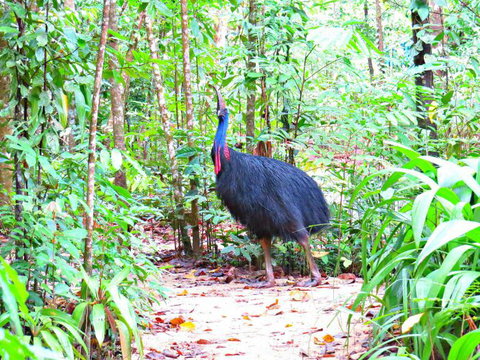 Daintree Safaris - Attractions Las Vegas 0