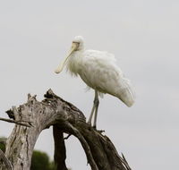 Melbourne Birding Tours - Attractions