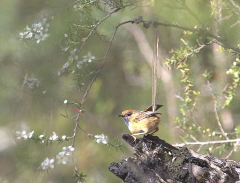Melbourne Birding Tours - Attractions 15