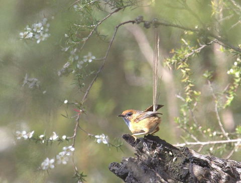 Melbourne Birding Tours - Attractions 16