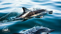 Dolphin Swim Australia