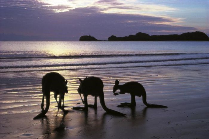 Seaforth QLD Attractions