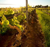 Kaesler Old Vine Vineyard Tour - Attractions
