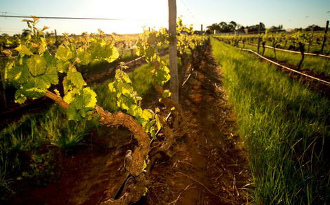 Kaesler Old Vine Vineyard Tour - See Attractions 0