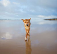 Fraser Island Adventure Tours - Attractions