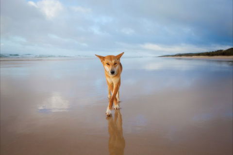 Fraser Island Adventure Tours - Attractions 5
