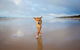 Fraser Island Adventure Tours - thumb 7