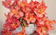 Art Piece Gallery Nadine Abensur - thumb 2