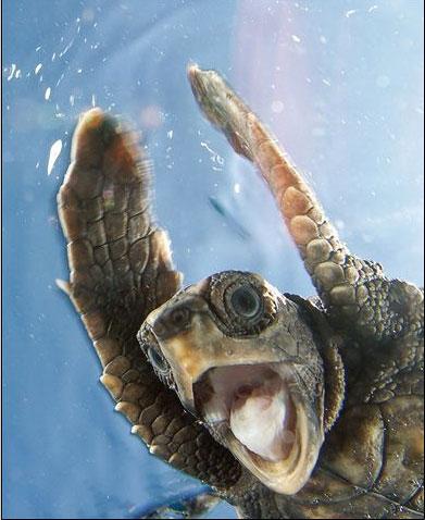 Kirra Dive “On The Tweed” - Attractions 1