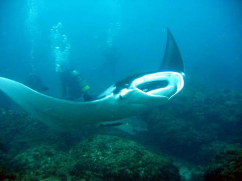 Kirra Dive “On The Tweed” - Attractions 3