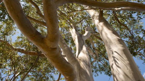 Lindsay Pryor Walk, Australian National University - Attractions 0