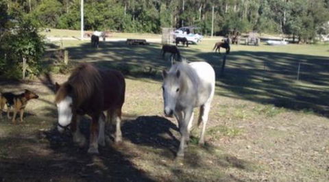AAA Horse Riding & More - Attractions 2