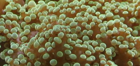 River To Reef Aquarium - Attractions Las Vegas 0