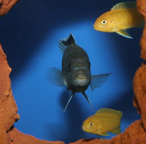 River To Reef Aquarium - Attractions Las Vegas 1