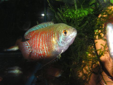 River To Reef Aquarium - Attractions Las Vegas 4