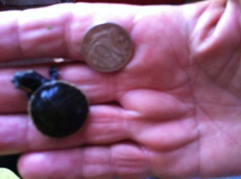 Hurley’s Aquariums - Attractions Las Vegas 0