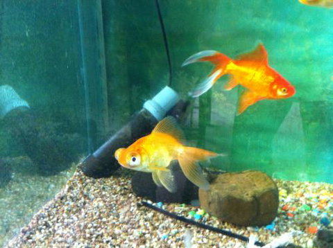 Hurley’s Aquariums - Attractions Las Vegas 2