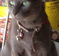 Pets and Saddles - Attractions