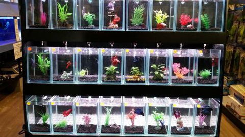 Tropical Marine Centre - Attractions 2