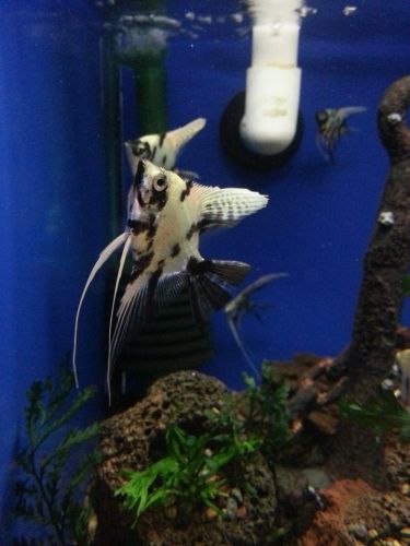 Tropical Marine Centre - Attractions 3