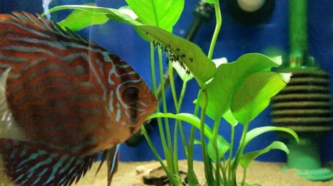 Tropical Marine Centre - Attractions 4