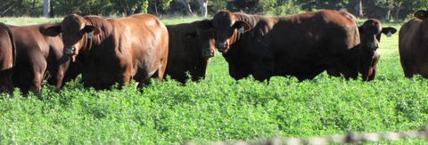 Quirindi Grain And Produce - Attractions 3