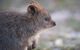 Rottnest Island Bayseeker Tour - thumb 7