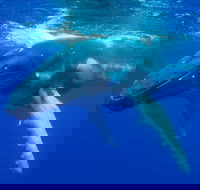 Dunsborough Whale Watching Eco Tour - Attractions
