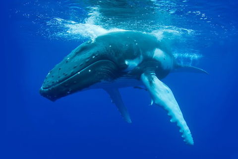 Dunsborough Whale Watching Eco Tour - Attractions 0