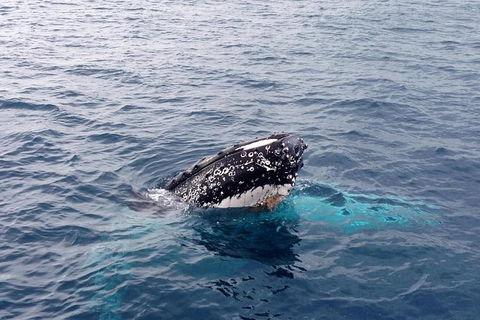 Dunsborough Whale Watching Eco Tour - Attractions 1