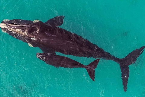Dunsborough Whale Watching Eco Tour - Attractions 7