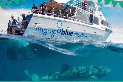 Swim With Whale Sharks- The Largest Fish In The World! - Attractions 1