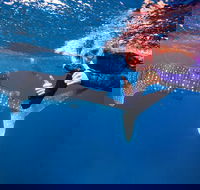 Swim with Whale Sharks- the largest fish in the world - Attractions