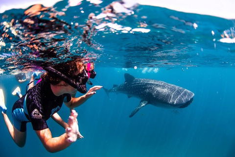 Swim With Whale Sharks- The Largest Fish In The World! - Attractions 20