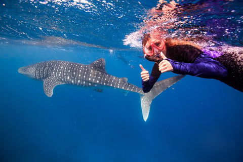 Swim With Whale Sharks- The Largest Fish In The World! - Attractions 29