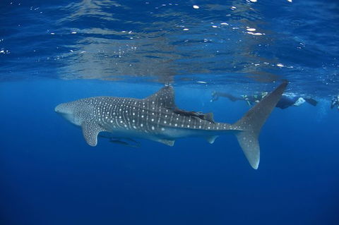 Swim With Whale Sharks- The Largest Fish In The World! - Attractions 3