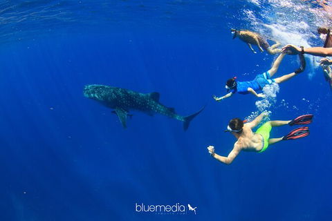 Swim With Whale Sharks- The Largest Fish In The World! - Attractions 36