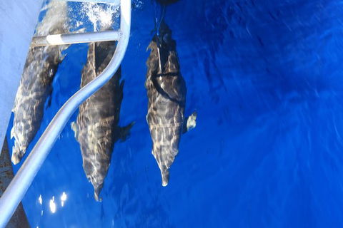 Swim With Whale Sharks- The Largest Fish In The World! - Attractions 39