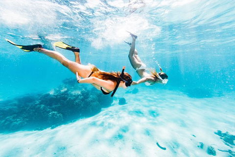 Swim With Whale Sharks- The Largest Fish In The World! - Attractions 21