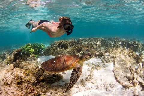 Swim With Whale Sharks- The Largest Fish In The World! - Attractions 25