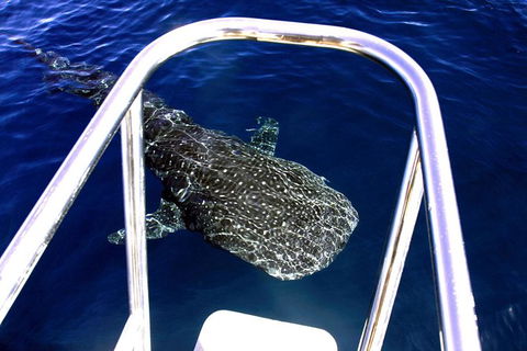 Swim With Whale Sharks- The Largest Fish In The World! - Attractions 16