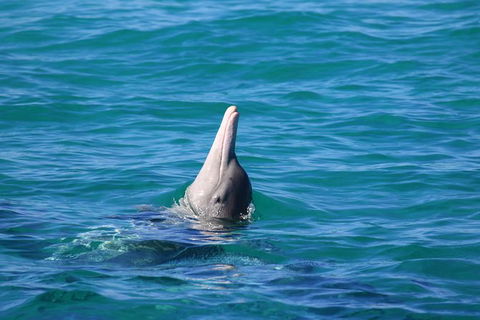 Swim With Whale Sharks- The Largest Fish In The World! - Attractions 24