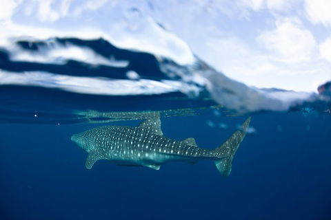 Swim With Whale Sharks- The Largest Fish In The World! - Attractions 17