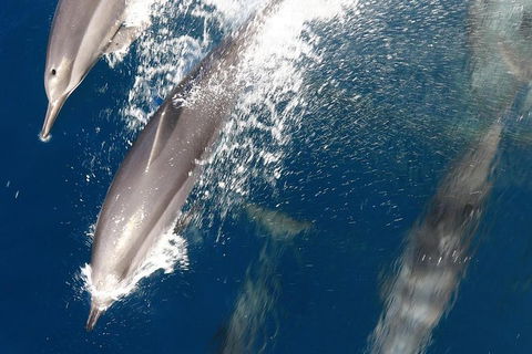Swim With Whale Sharks- The Largest Fish In The World! - Attractions 13