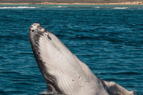 Swim With Whale Sharks- The Largest Fish In The World! - Attractions 18