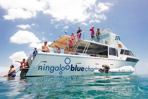 Swim With Whale Sharks- The Largest Fish In The World! - Attractions 42
